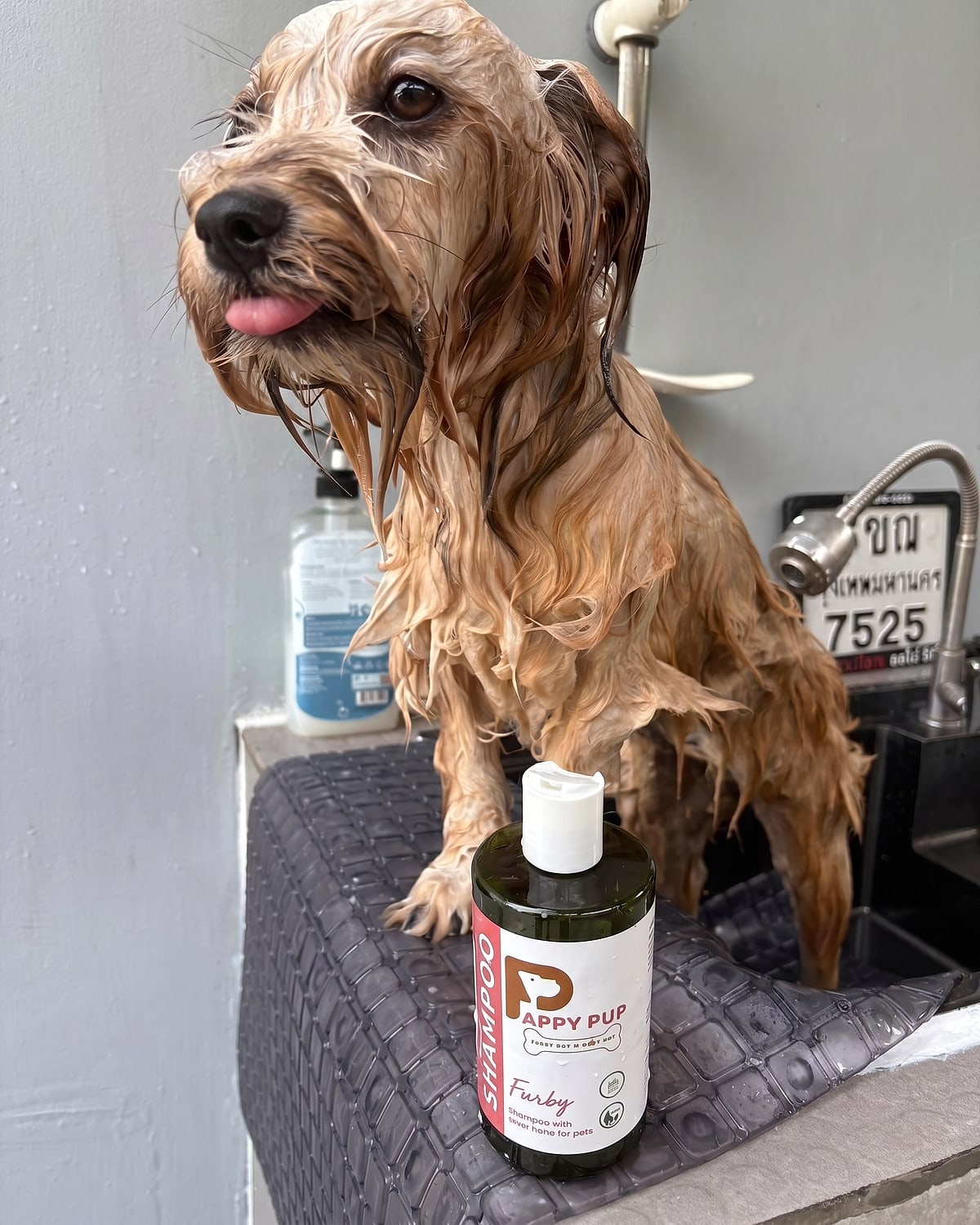 A dog being washed with Pappy Pup shampoo