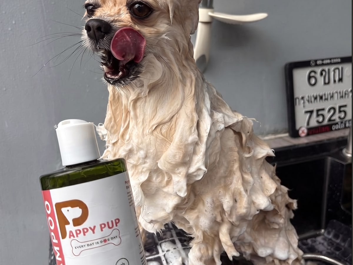Pappy Pup shampoo used in the Hydro Bath spa