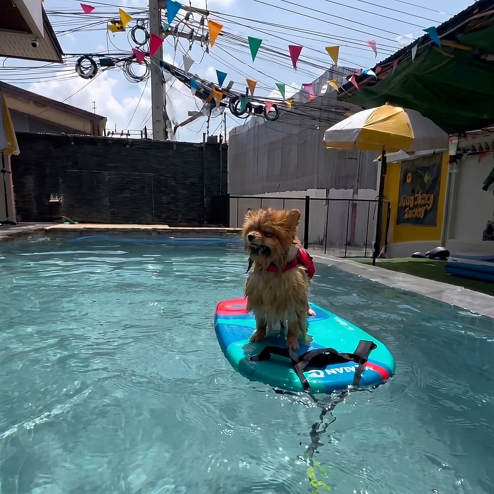 A dog enjoying the water