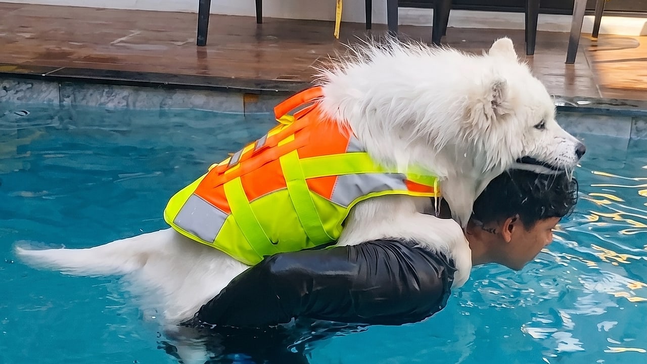 A dog swimming in the pool