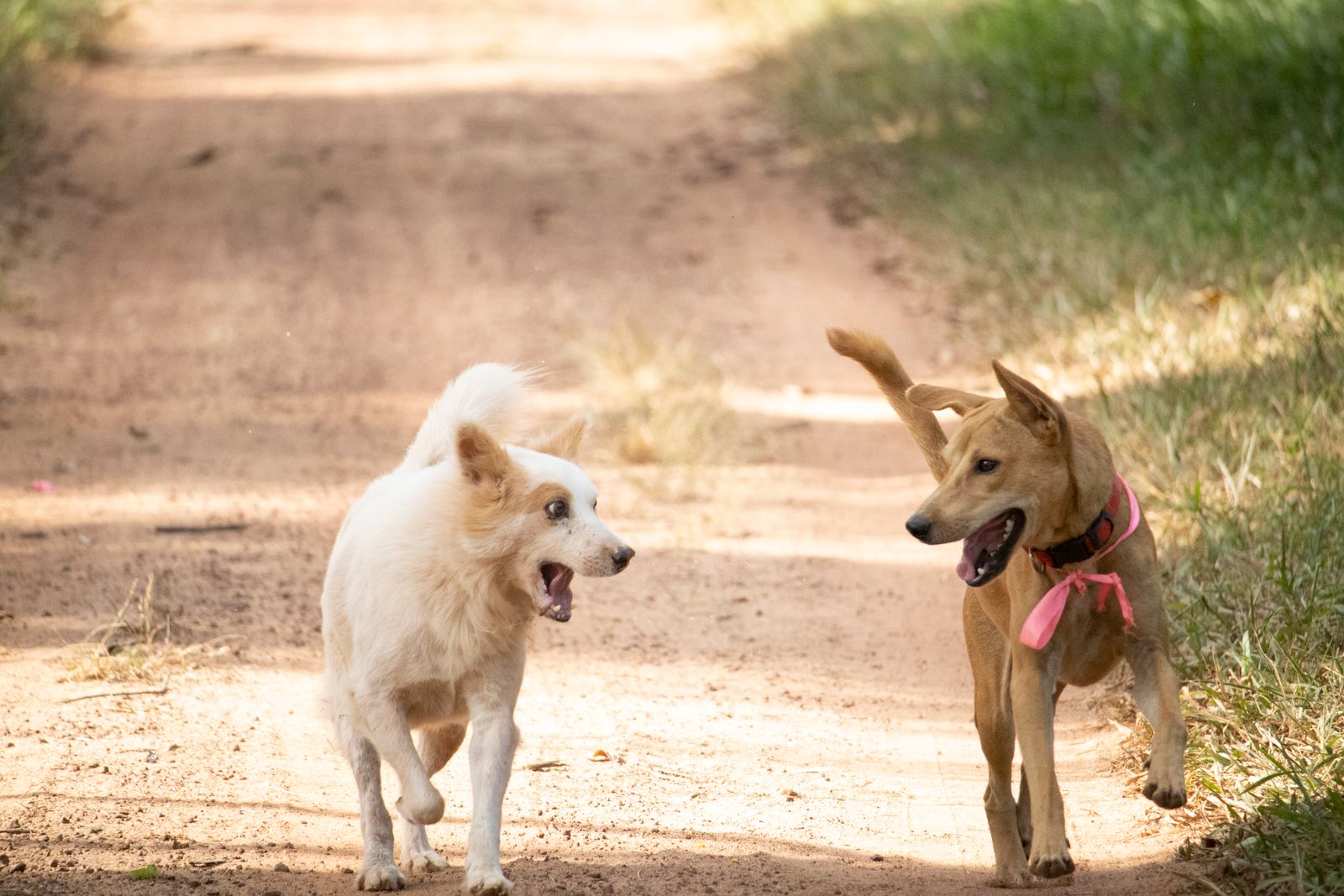 Two happy dogs playing